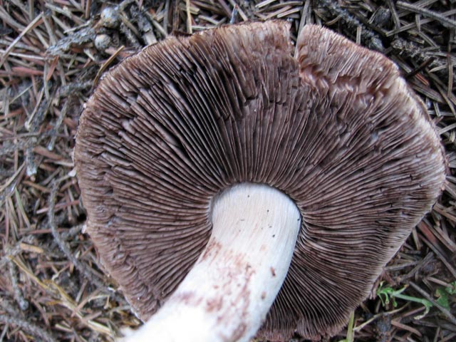 Agaricus da determinare